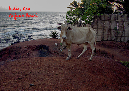 India, Goa, les plages écrasées de soleil à Anjuna